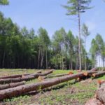 Brazil’s Environmental Policy: Environmentalists fear rampant deforestation as Brazil’s Bolsonaro eyes new policy