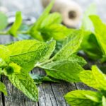 Mint Leaves : Here are amazing health benefits of herbs