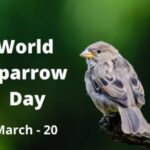 World Sparrow Day 2021: Know theme, Why and How to celebrate this day