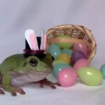 Cadbury declares 2021 ‘Bunny’ as Betty the frog from Florida