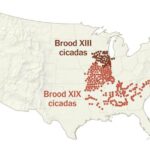 Cicada Map 2024: Where to Find Cicada Broods XIII and XIX in 2024 and Emergence Updates