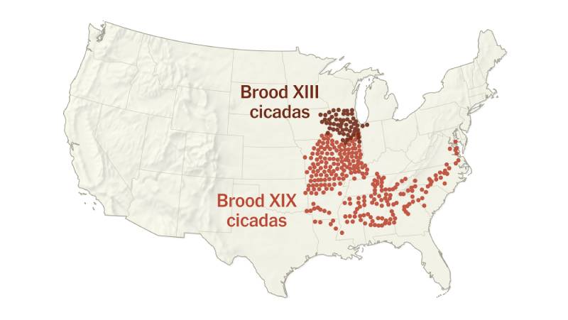 Cicada Map 2024: Where to Find Cicada Broods XIII and XIX in 2024 and Emergence Updates