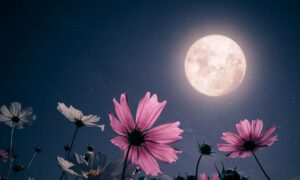 Flower Moon 2024: How the Full Moon Will Affect These 4 Zodiac Signs
