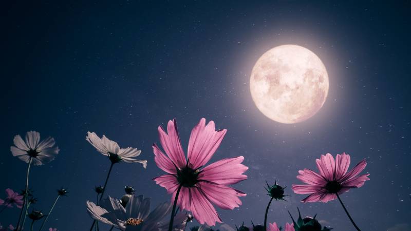 Flower Moon 2024: How the Full Moon Will Affect These 4 Zodiac Signs