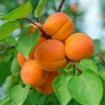 Top 5 Apricot Producing States in India You Should Know